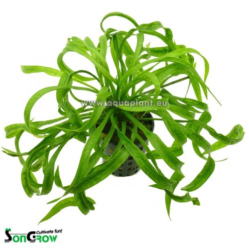 Echinodorus sp.tortifolia im topf